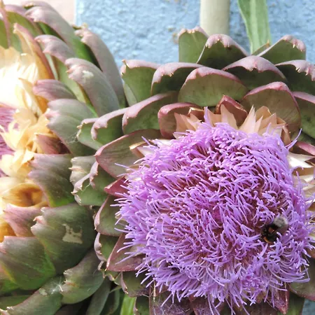 Chez Papy Et Mamy Bed and breakfast 3*